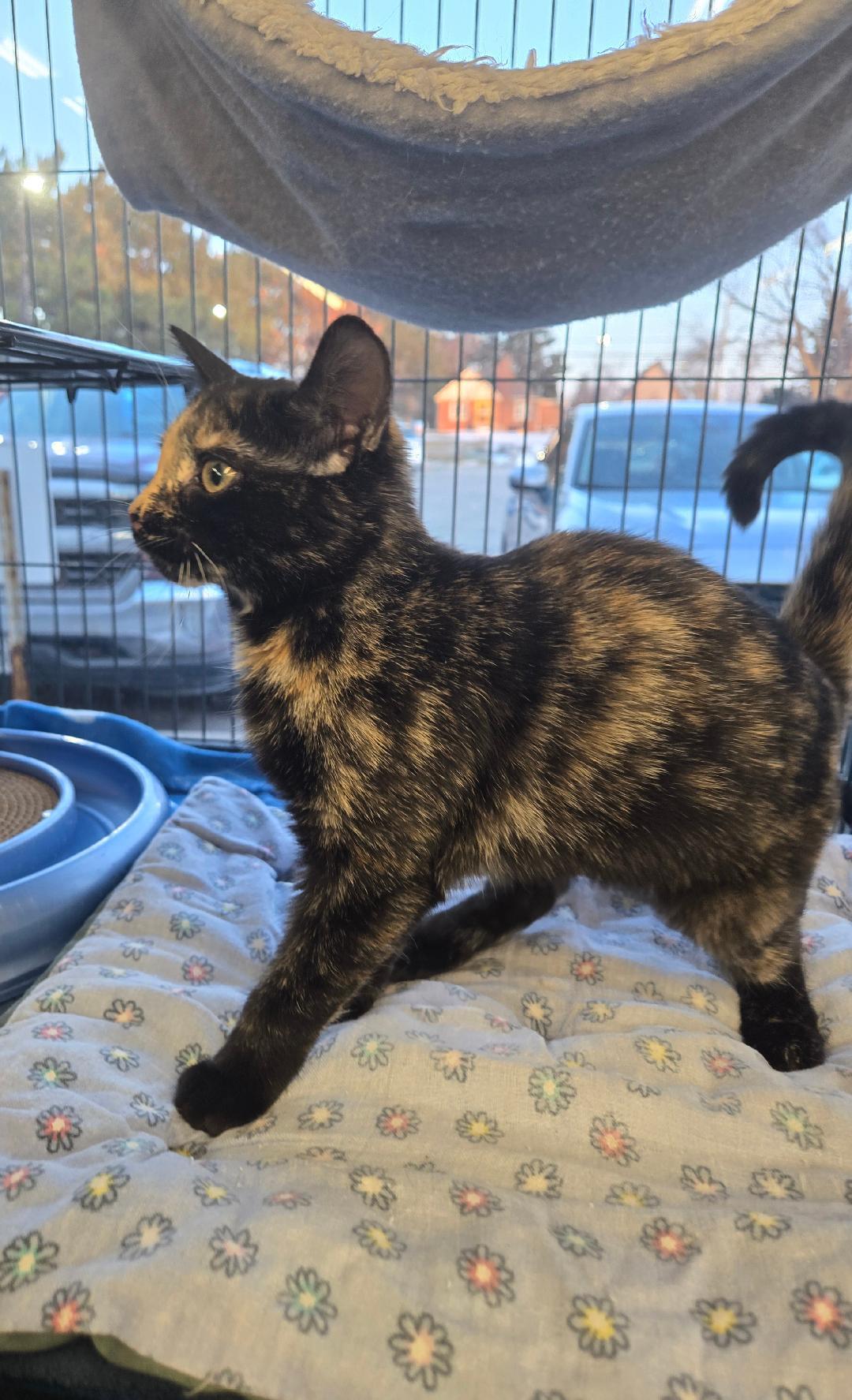 Enlarge Hazel, an adopted Tortoiseshell in Hamilton, ON image 3/3