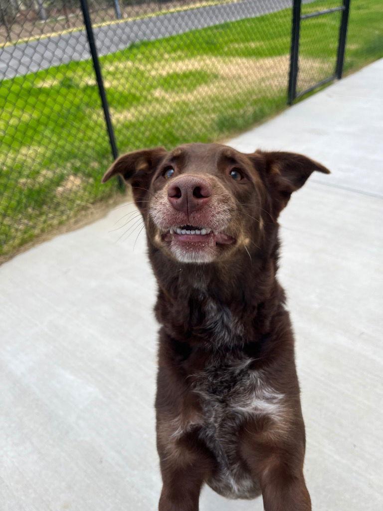 Enlarge 26-081 Bear, a Adoptable Catahoula Leopard Dog in Tarboro, NC image 1/3