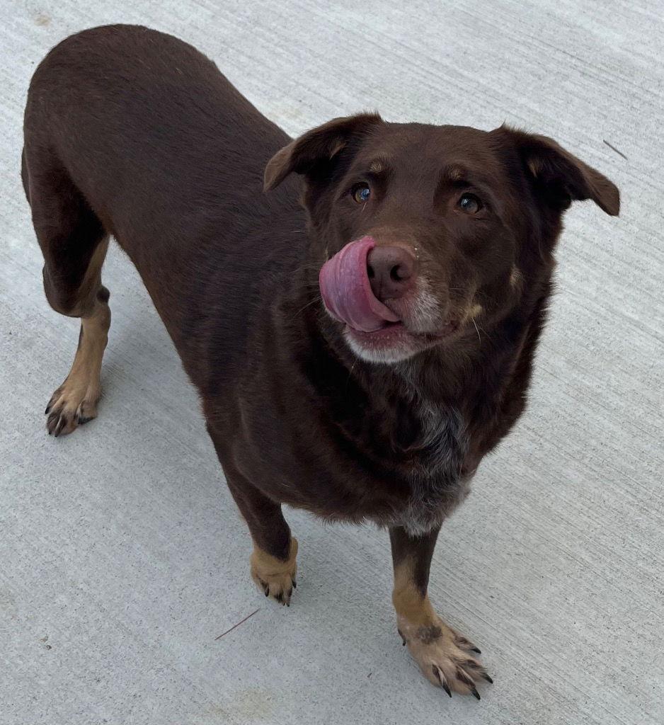 Enlarge 26-081 Bear, a Adoptable Catahoula Leopard Dog in Tarboro, NC image 2/3