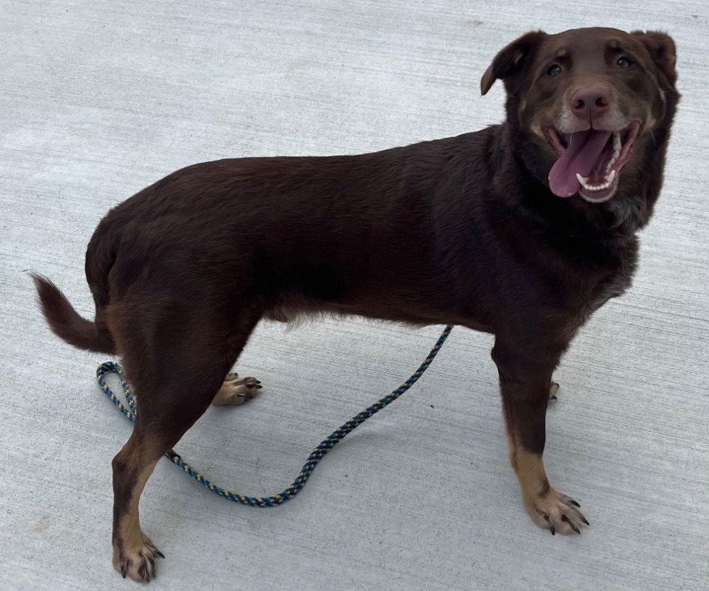 Enlarge 26-081 Bear, a Adoptable Catahoula Leopard Dog in Tarboro, NC image 3/3