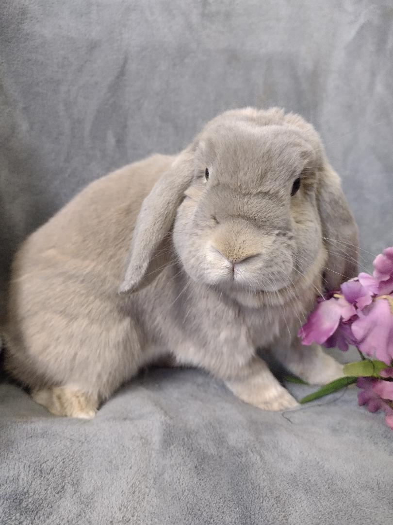 Peony, Adoptable, Adult Female Holland Lop.