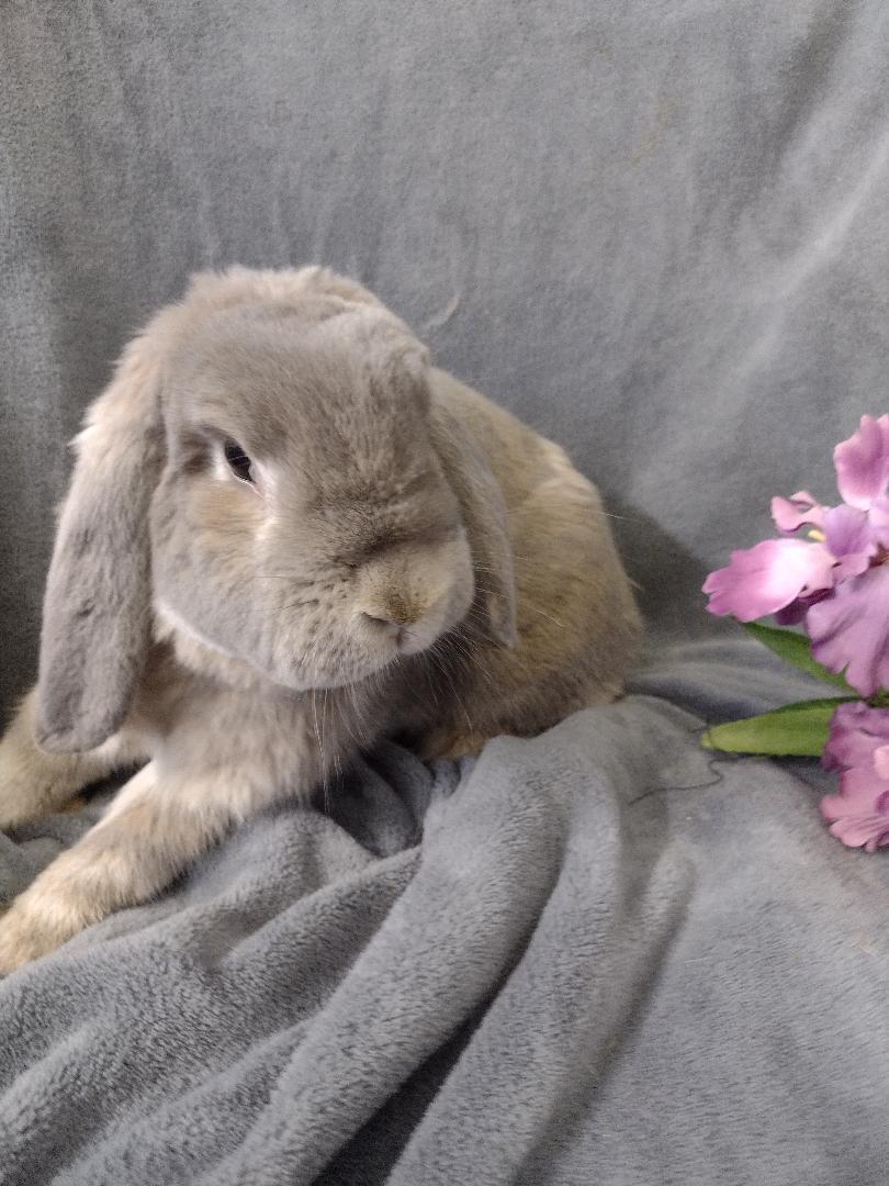 Enlarge Peony, a Adoptable Holland Lop in Plymouth, MI image 5/5