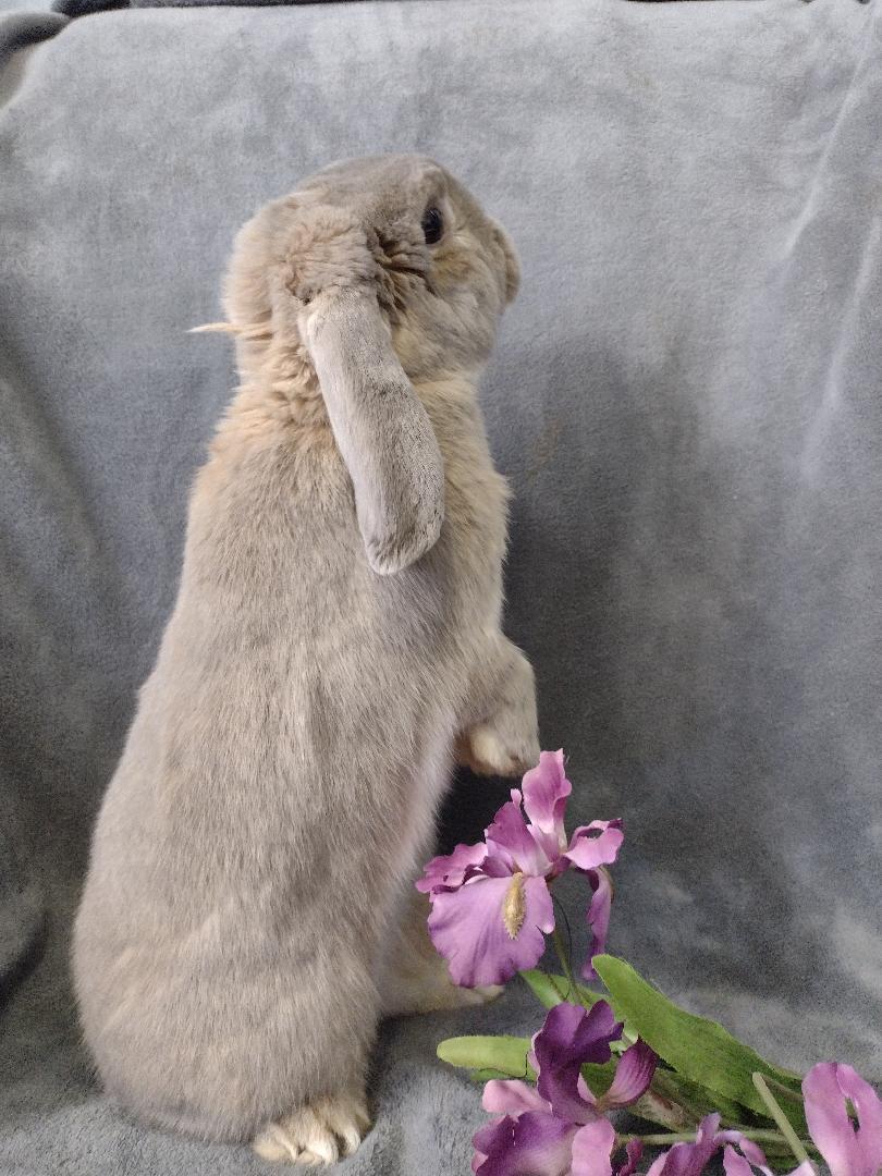 Enlarge Peony, a Adoptable Holland Lop in Plymouth, MI image 2/5