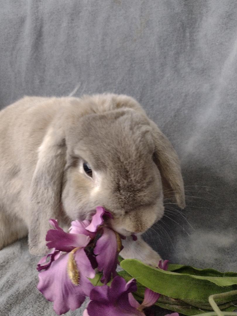 Enlarge Peony, a Adoptable Holland Lop in Plymouth, MI image 3/5