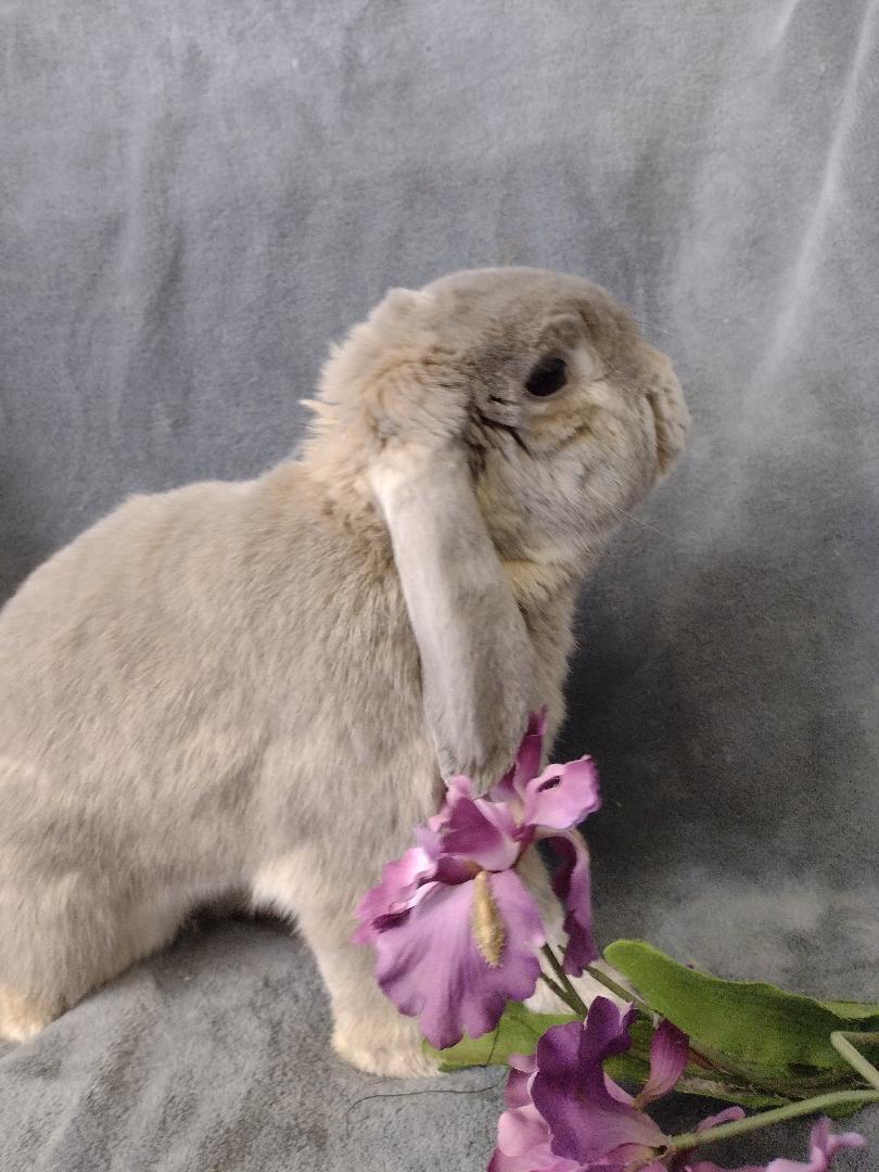 Enlarge Peony, a Adoptable Holland Lop in Plymouth, MI image 4/5