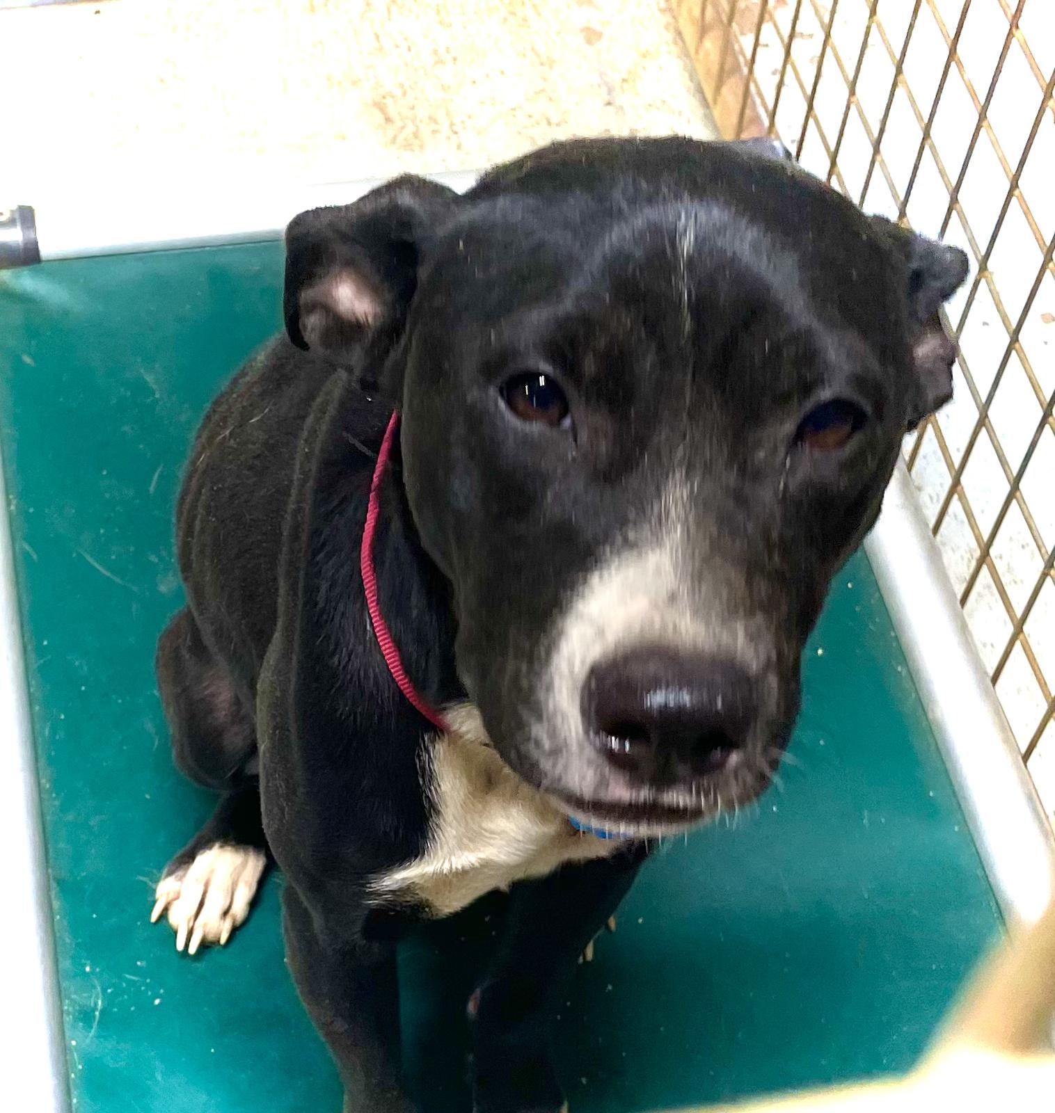 ROXY, a Adoptable mixed breed in Headland, AL image 2/3