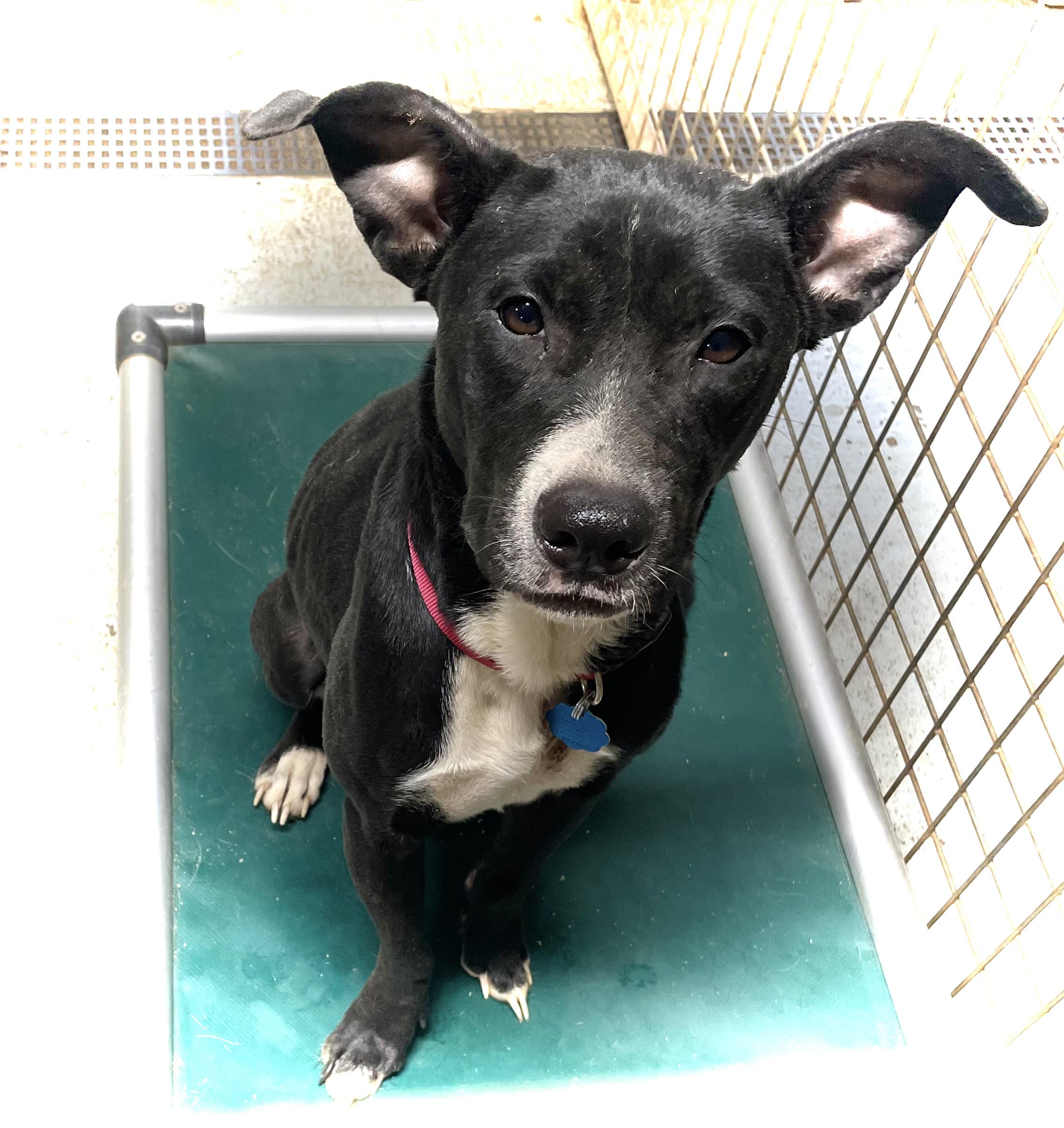 ROXY, a Adoptable mixed breed in Headland, AL image 3/3