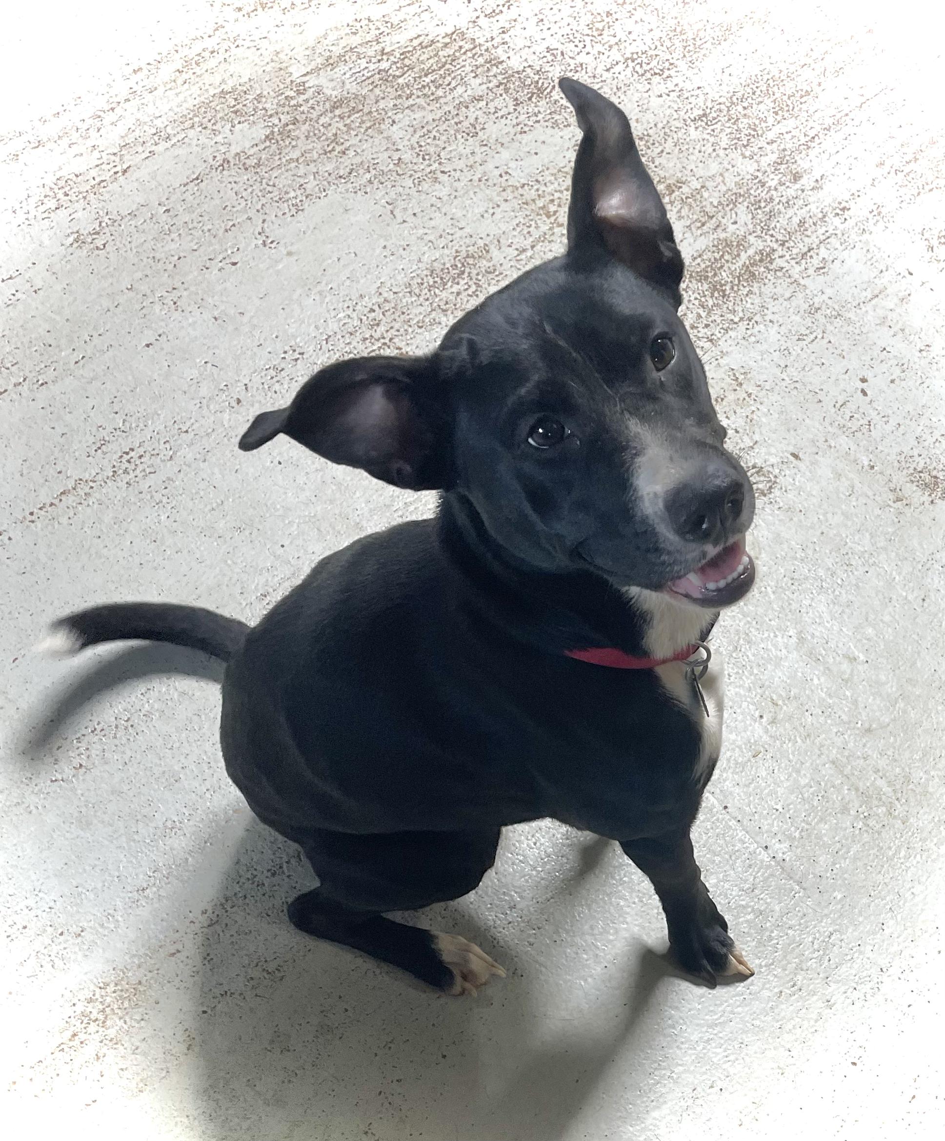 ROXY, Adoptable, Young Female Terrier.