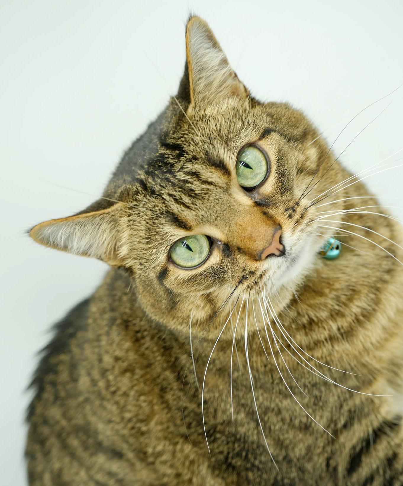 Tiger Lily is terrrifffficcc!!  SUPER chonky FRONT DECLAWED - VIDEO OF THIS THERAPY CAT