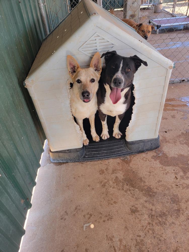 Enlarge Dixie, a Adoptable Australian Cattle Dog / Blue Heeler in Crosbyton, TX image 1/5
