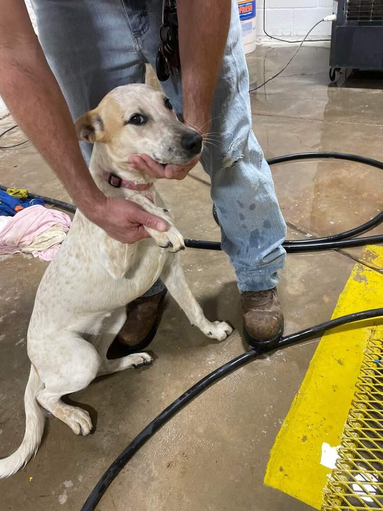 Enlarge Dixie, a Adoptable Australian Cattle Dog / Blue Heeler in Crosbyton, TX image 2/5