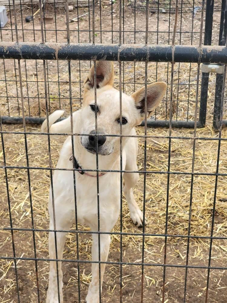 Enlarge Dixie, a Adoptable Australian Cattle Dog / Blue Heeler in Crosbyton, TX image 3/5