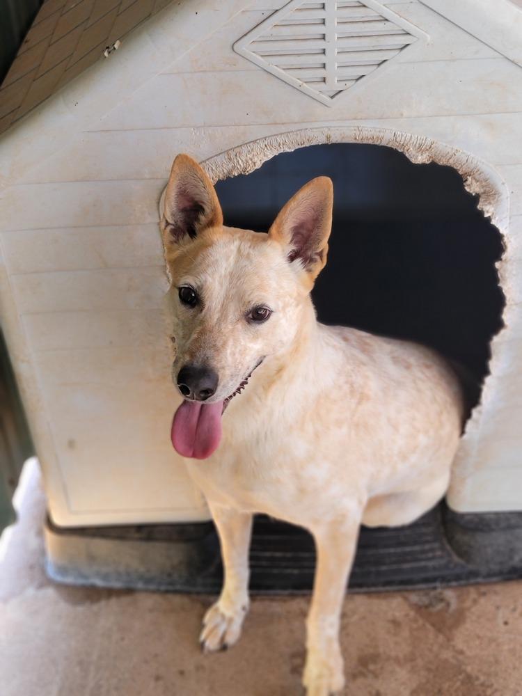 Enlarge Dixie, a Adoptable Australian Cattle Dog / Blue Heeler in Crosbyton, TX image 4/5