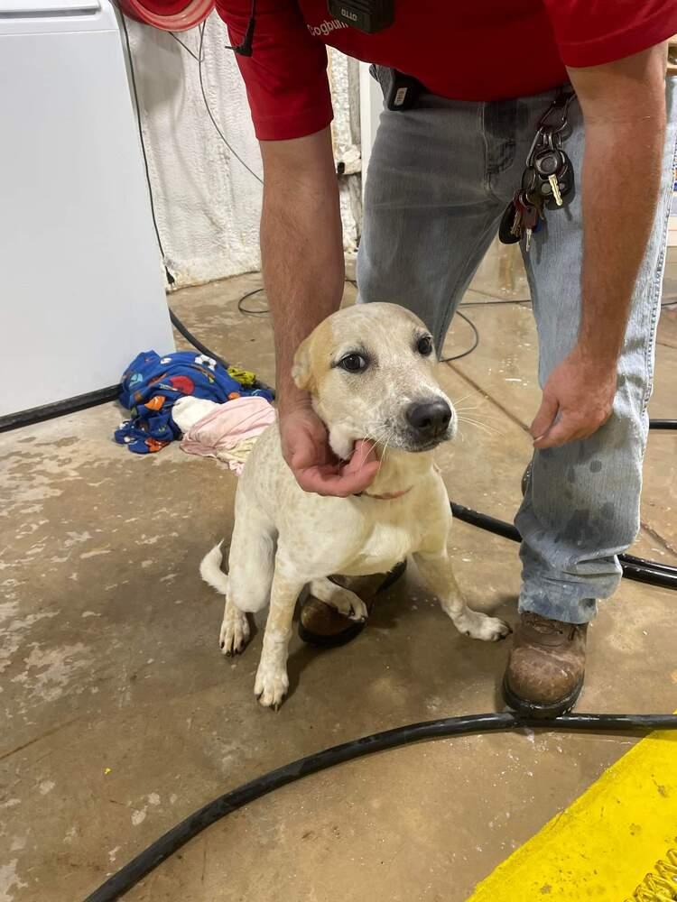 Dixie, Adoptable, Adult Female Australian Cattle Dog / Blue Heeler.