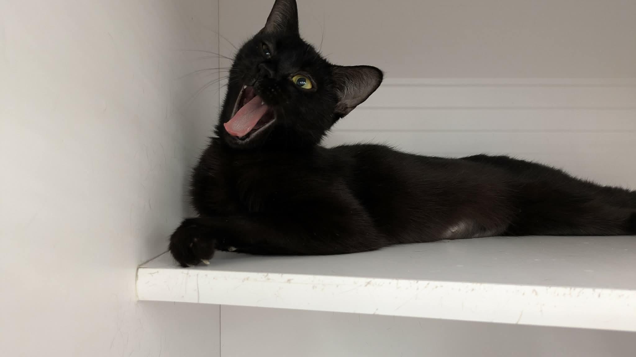 Enlarge Cannellini, an adopted Domestic Short Hair in Buffalo, NY image 3/4