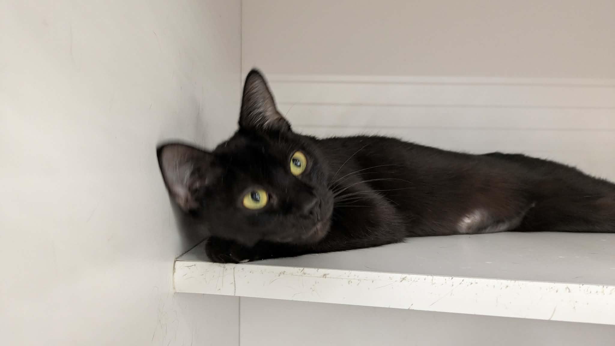 Enlarge Cannellini, an adopted Domestic Short Hair in Buffalo, NY image 1/4