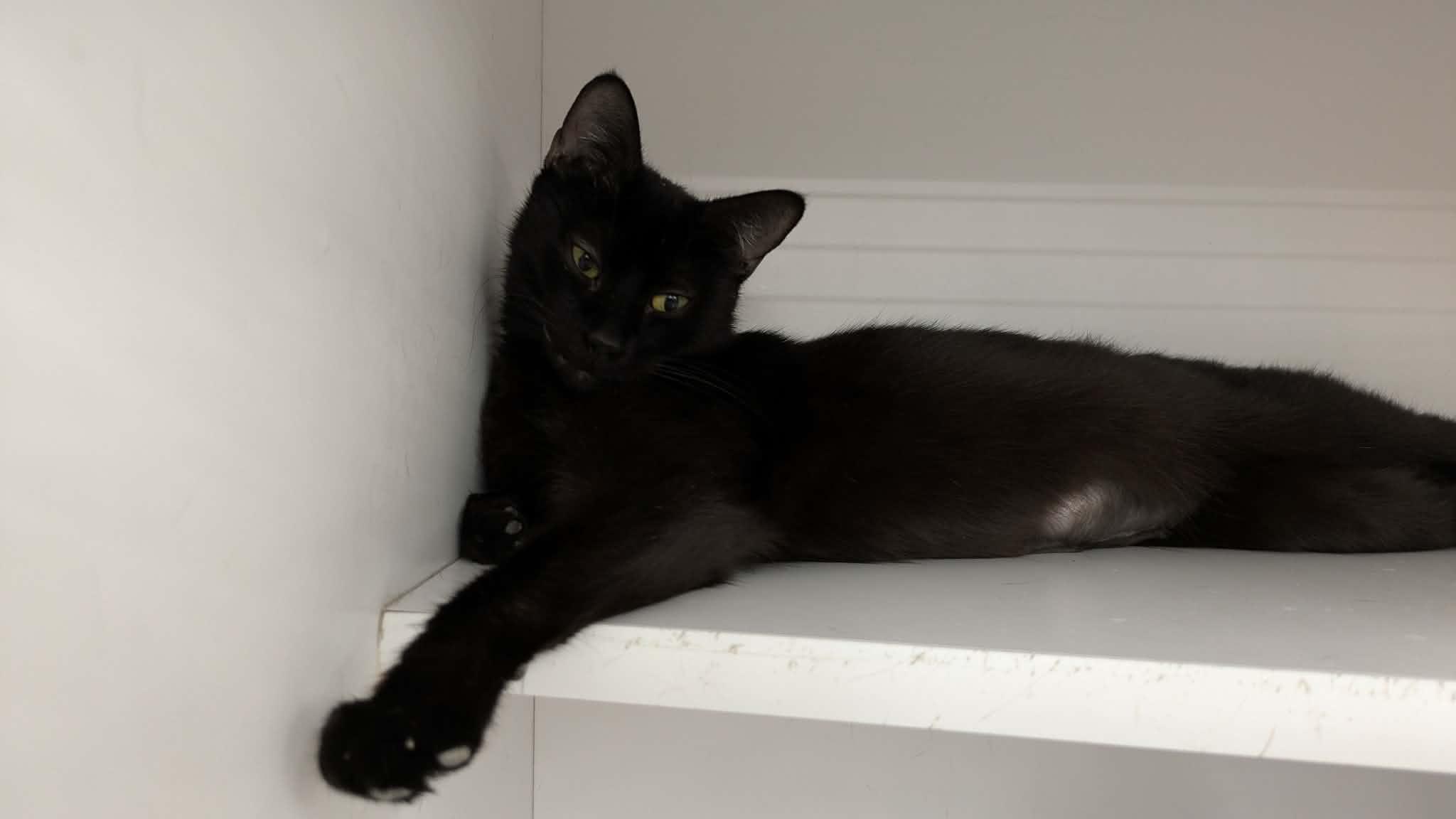Enlarge Cannellini, an adopted Domestic Short Hair in Buffalo, NY image 2/4