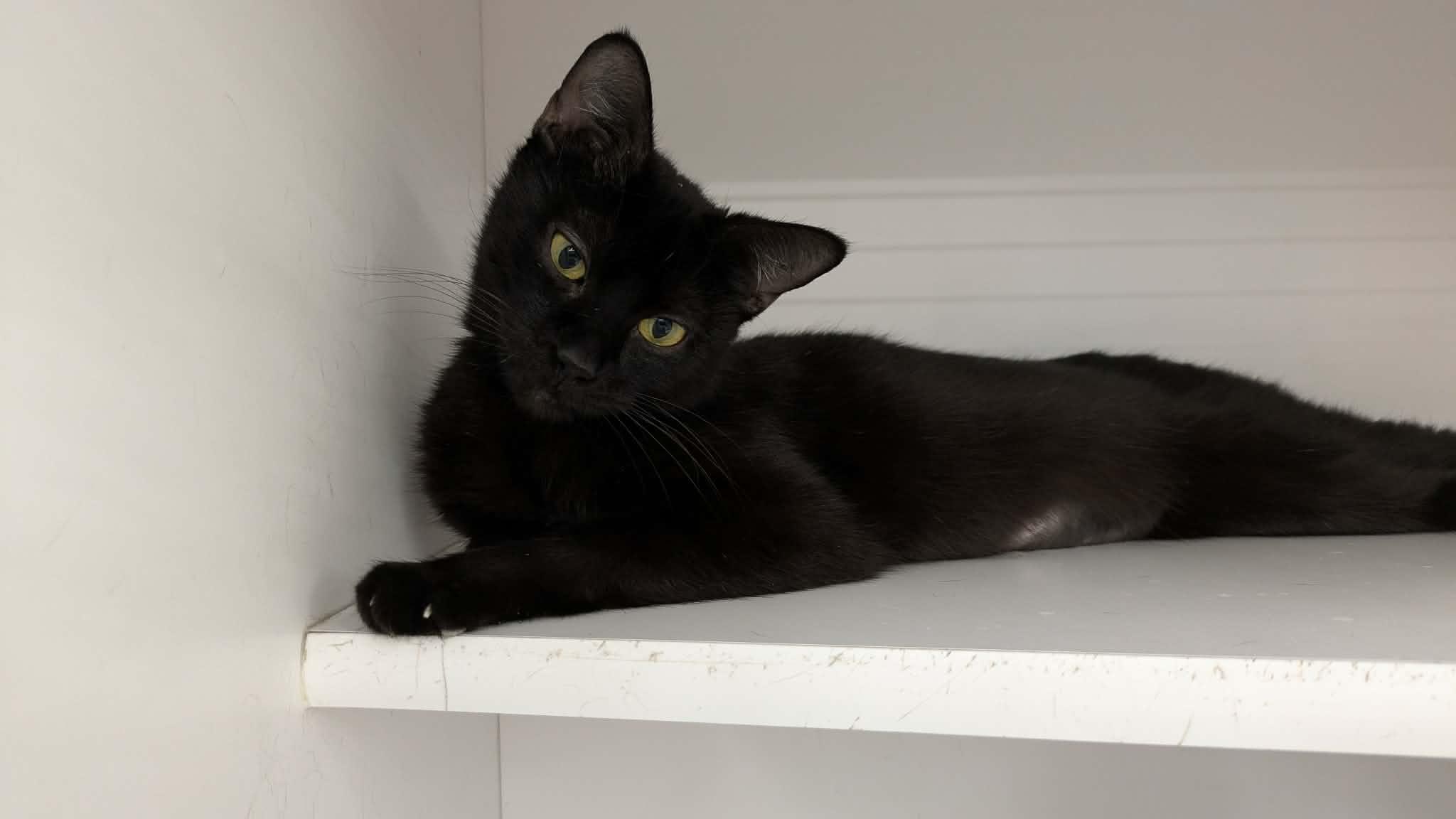 Enlarge Cannellini, an adopted Domestic Short Hair in Buffalo, NY image 4/4