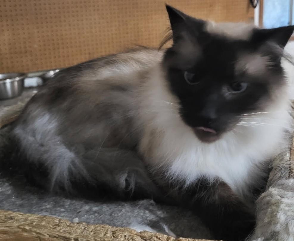 Valentine Is Patiently Waiting for His Perfect Match, ADOPTABLE, Adult Male Domestic Long Hair & Balinese.