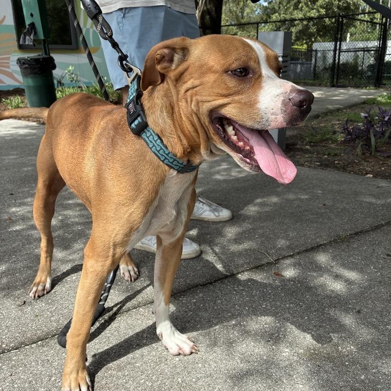 Scrappy, Adoptable, Adult Male Mixed Breed.