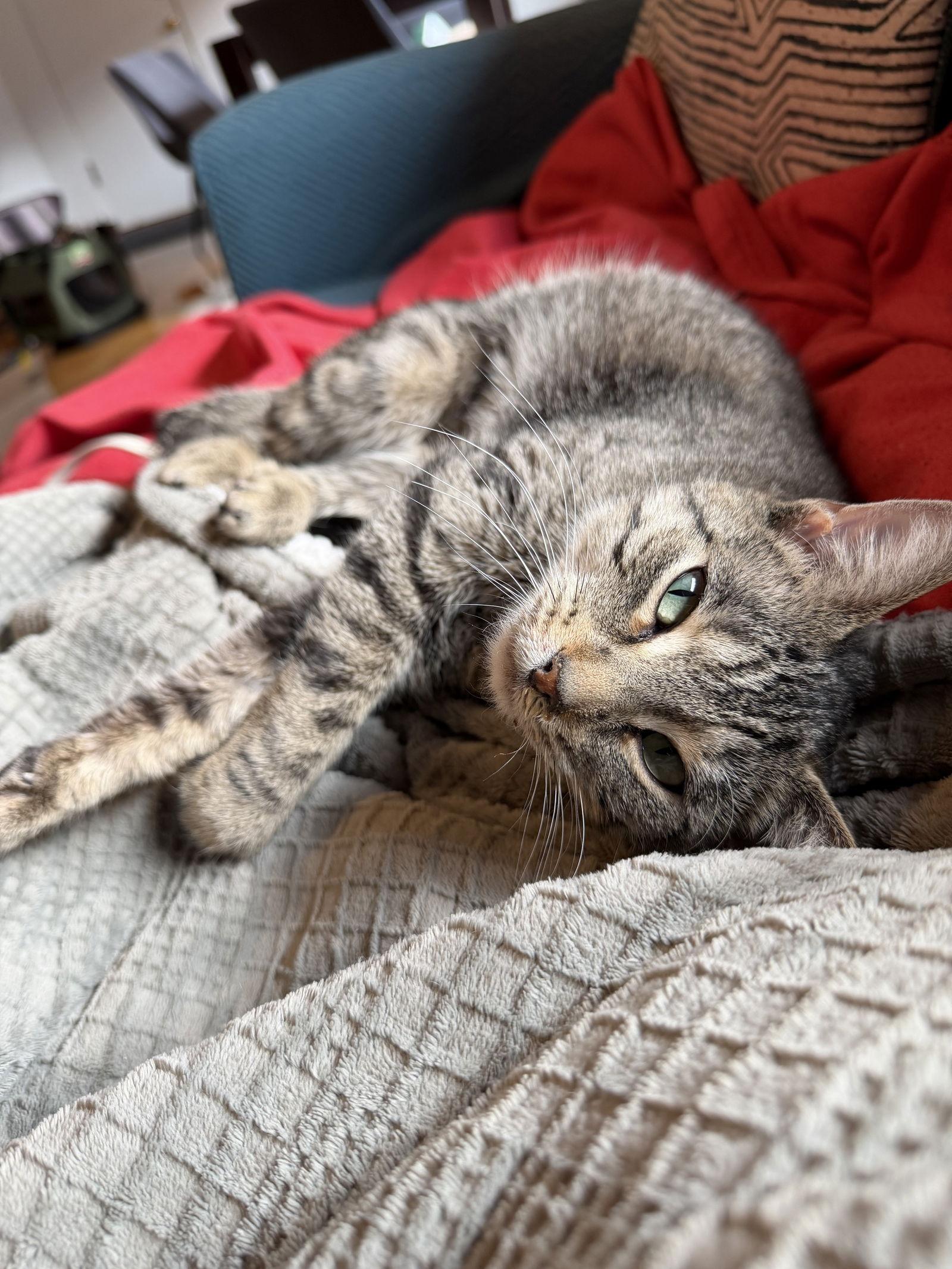 Kiki, Adoptable, Adult Female Domestic Short Hair.