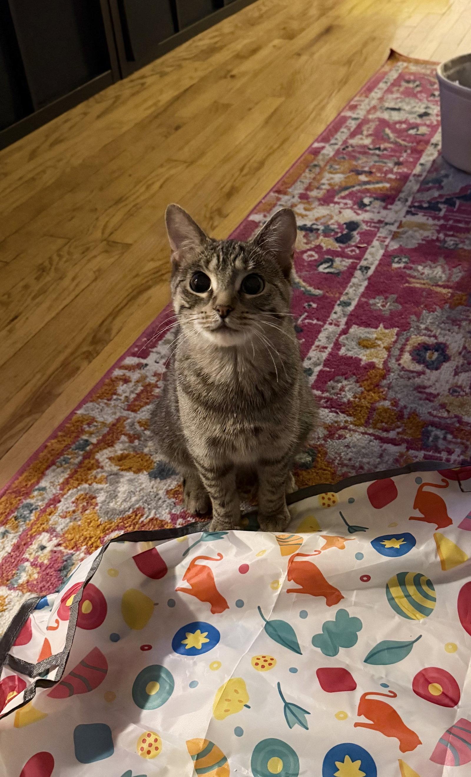 Enlarge Kiki, a Adoptable Domestic Short Hair in Wheaton, IL image 2/3