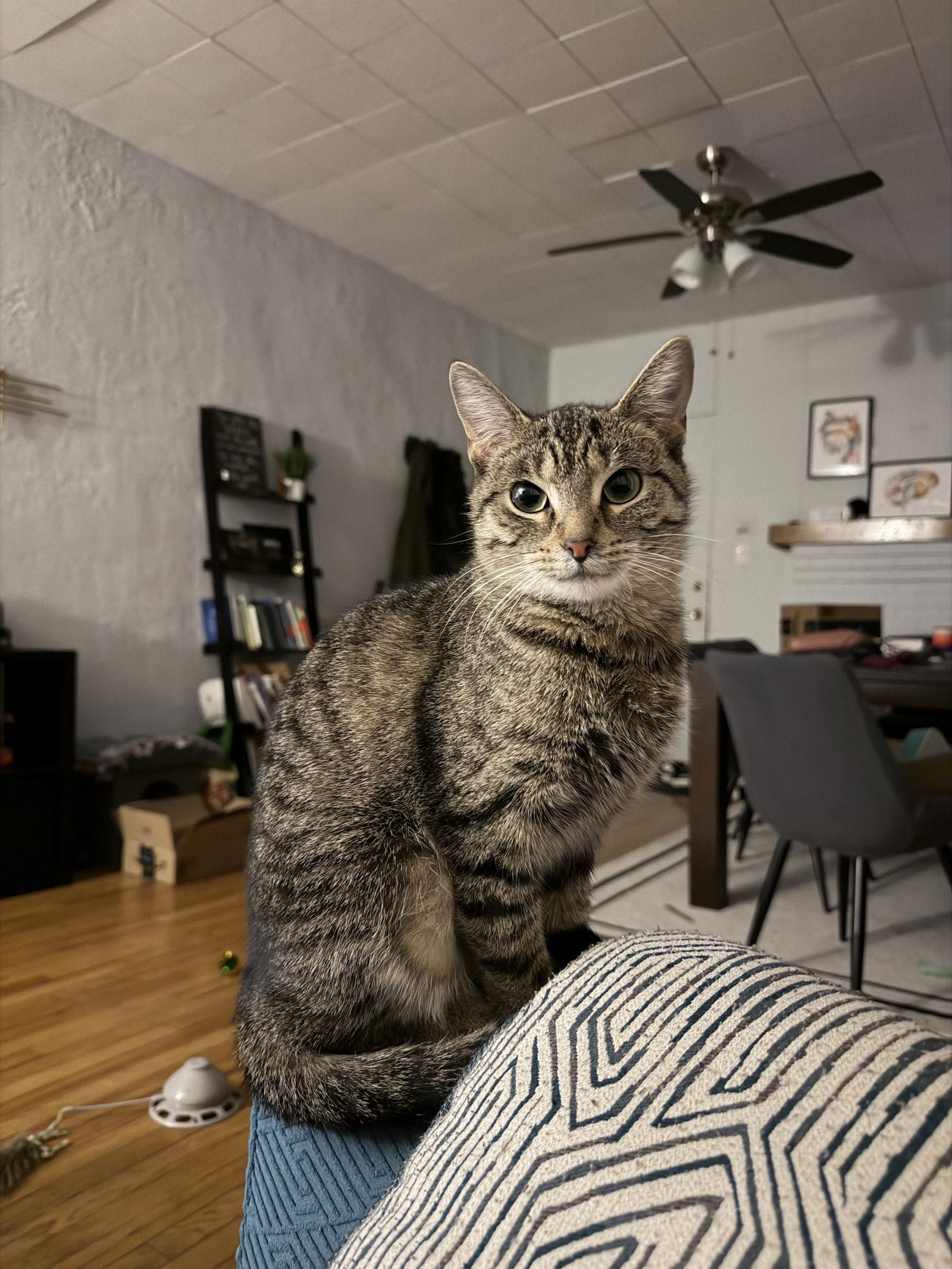 Enlarge Kiki, a Adoptable Domestic Short Hair in Wheaton, IL image 3/3