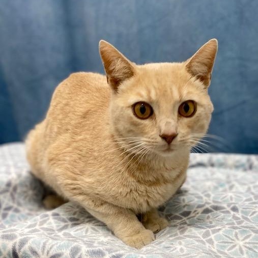 Gingersnaps, Adoptable, Adult Male British Shorthair & Domestic Short Hair.