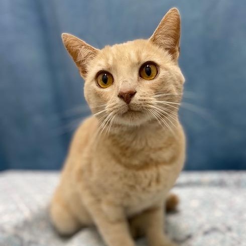 Gingersnaps, a Adoptable mixed breed in Charlotte, NC image 2/5