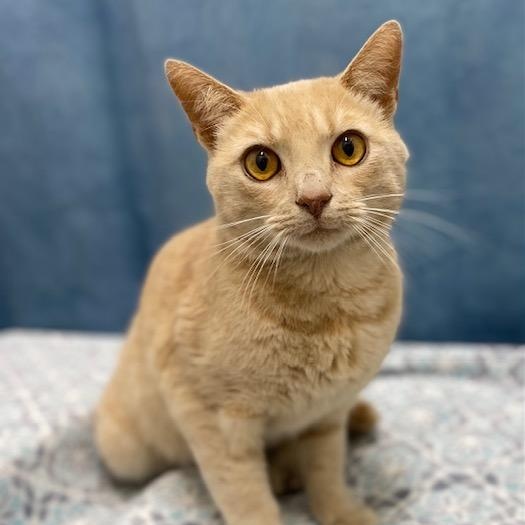 Gingersnaps, a Adoptable mixed breed in Charlotte, NC image 4/5