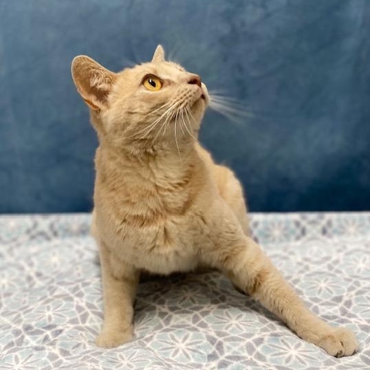 Gingersnaps, a Adoptable mixed breed in Charlotte, NC image 5/5