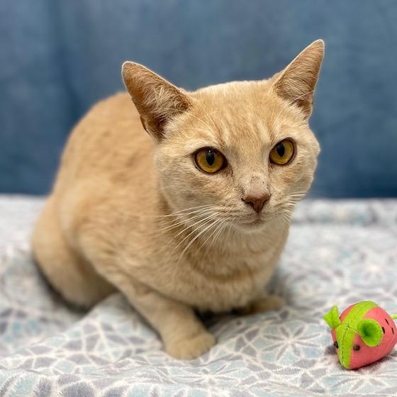 Gingersnaps, a Adoptable mixed breed in Charlotte, NC image 3/5