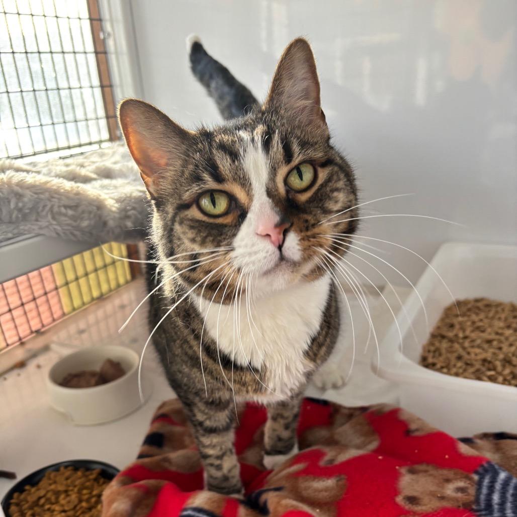Abby, a Adoptable Domestic Short Hair in Lee's Summit, MO image 1/2