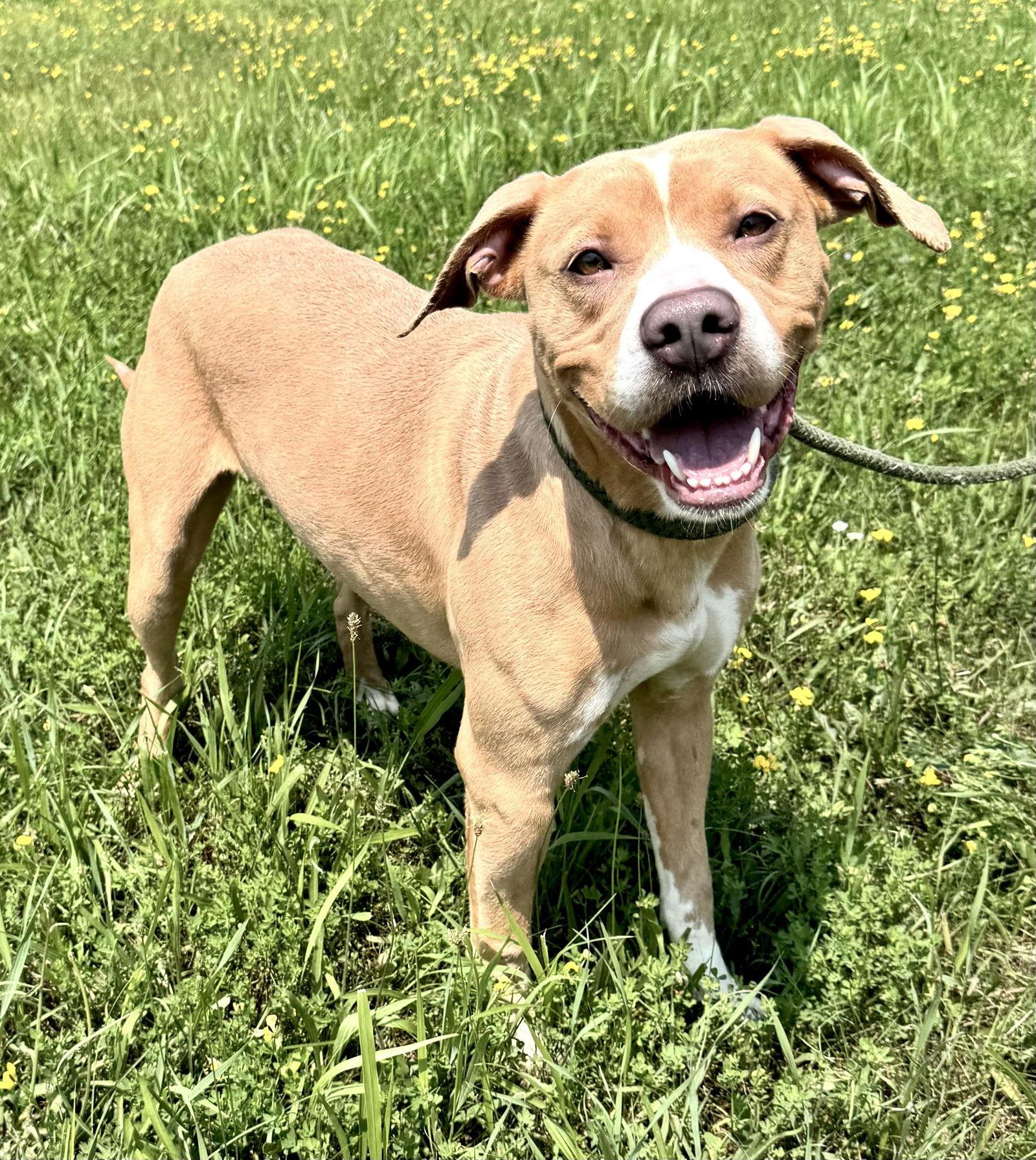 Enlarge Bunny (courtesy post), a Adopted American Staffordshire Terrier in Pittsburgh, PA image 1/3