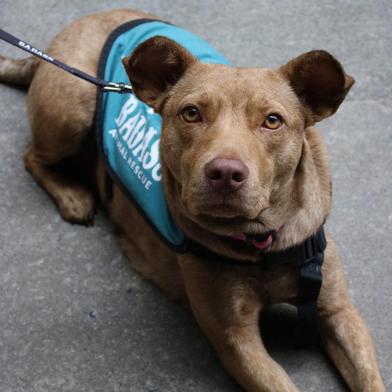 Enlarge Otter Pop, a ADOPTABLE Mixed Breed in Brooklyn, NY image 2/3