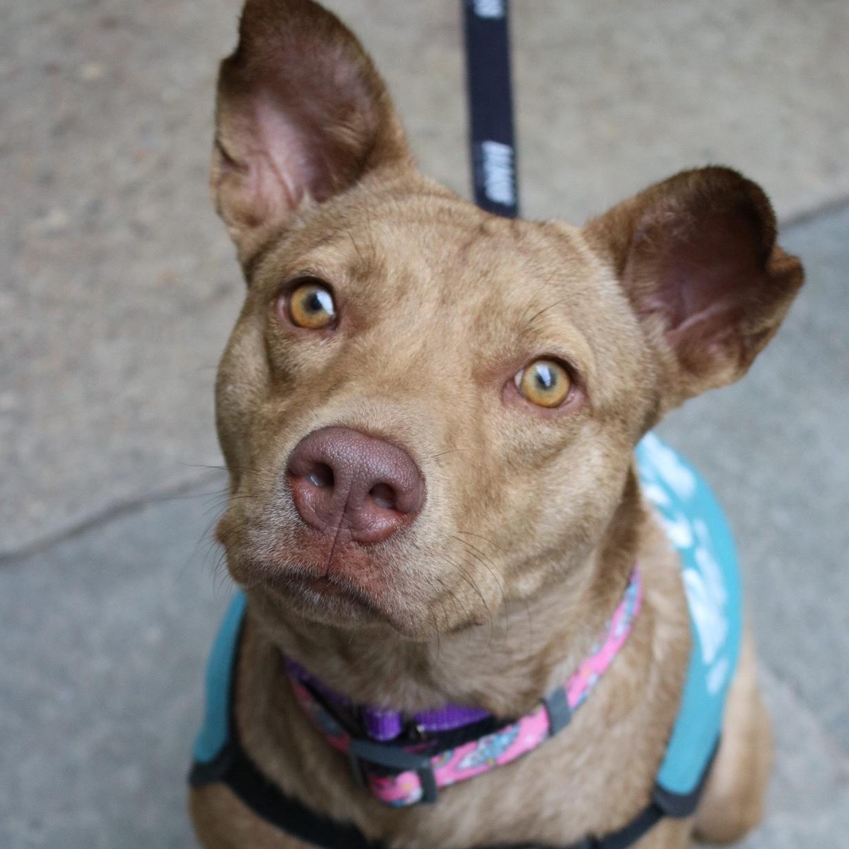 Enlarge Otter Pop, a ADOPTABLE Mixed Breed in Brooklyn, NY image 1/3