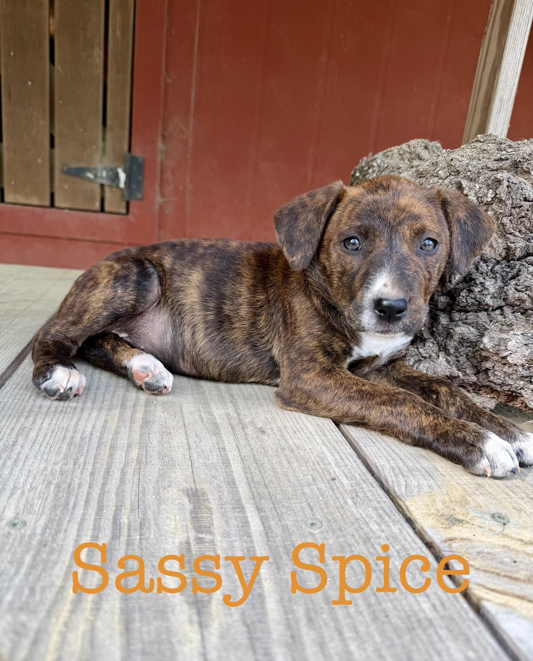 Enlarge Sassy spice , a Adoptable Pit Bull Terrier in South Amboy, NJ image 1/1