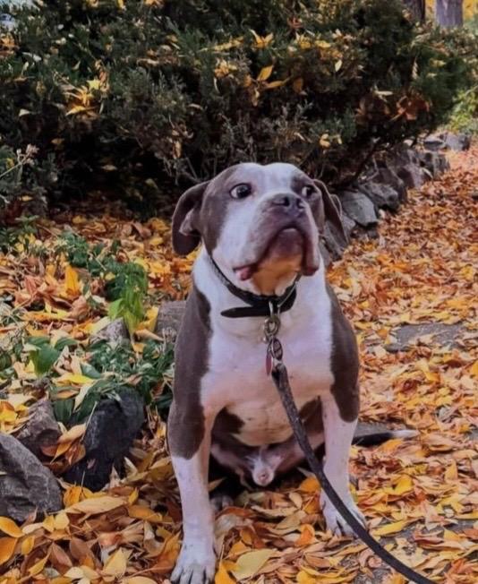 Enlarge Henry *courtesy listing*, a ADOPTABLE mixed breed in Littleton, CO image 2/2