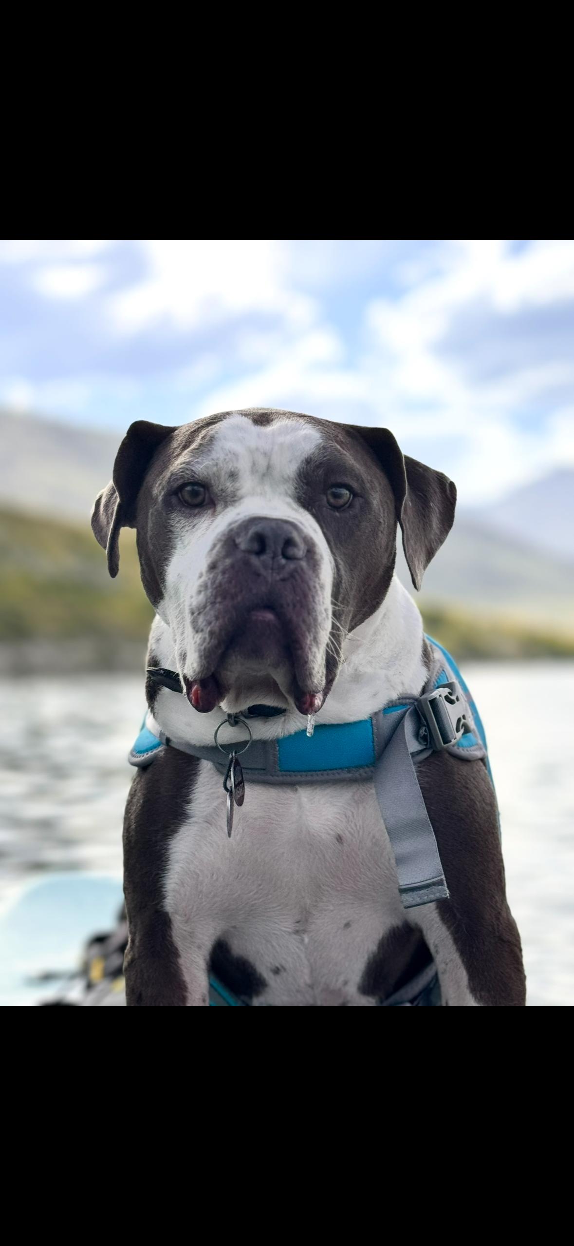 Enlarge Henry *courtesy listing*, a ADOPTABLE mixed breed in Littleton, CO image 1/2