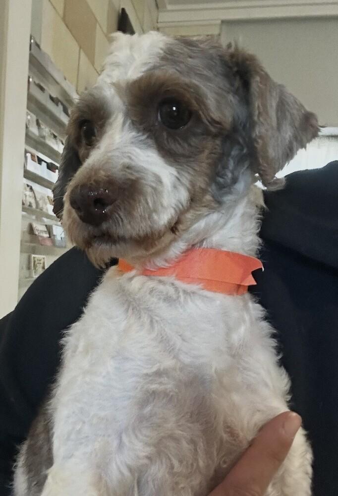 Trent (aka Trevor), Adoptable, Adult Male Havanese.