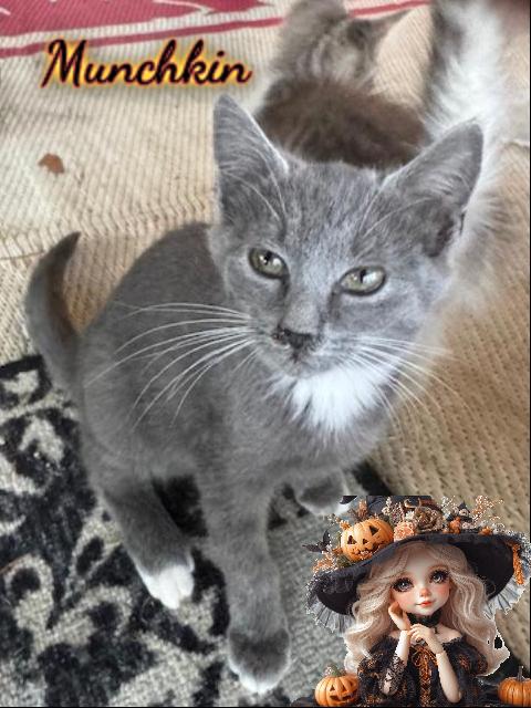 Enlarge Munchkin, a Adoptable Domestic Short Hair in Corinth, NY image 1/1