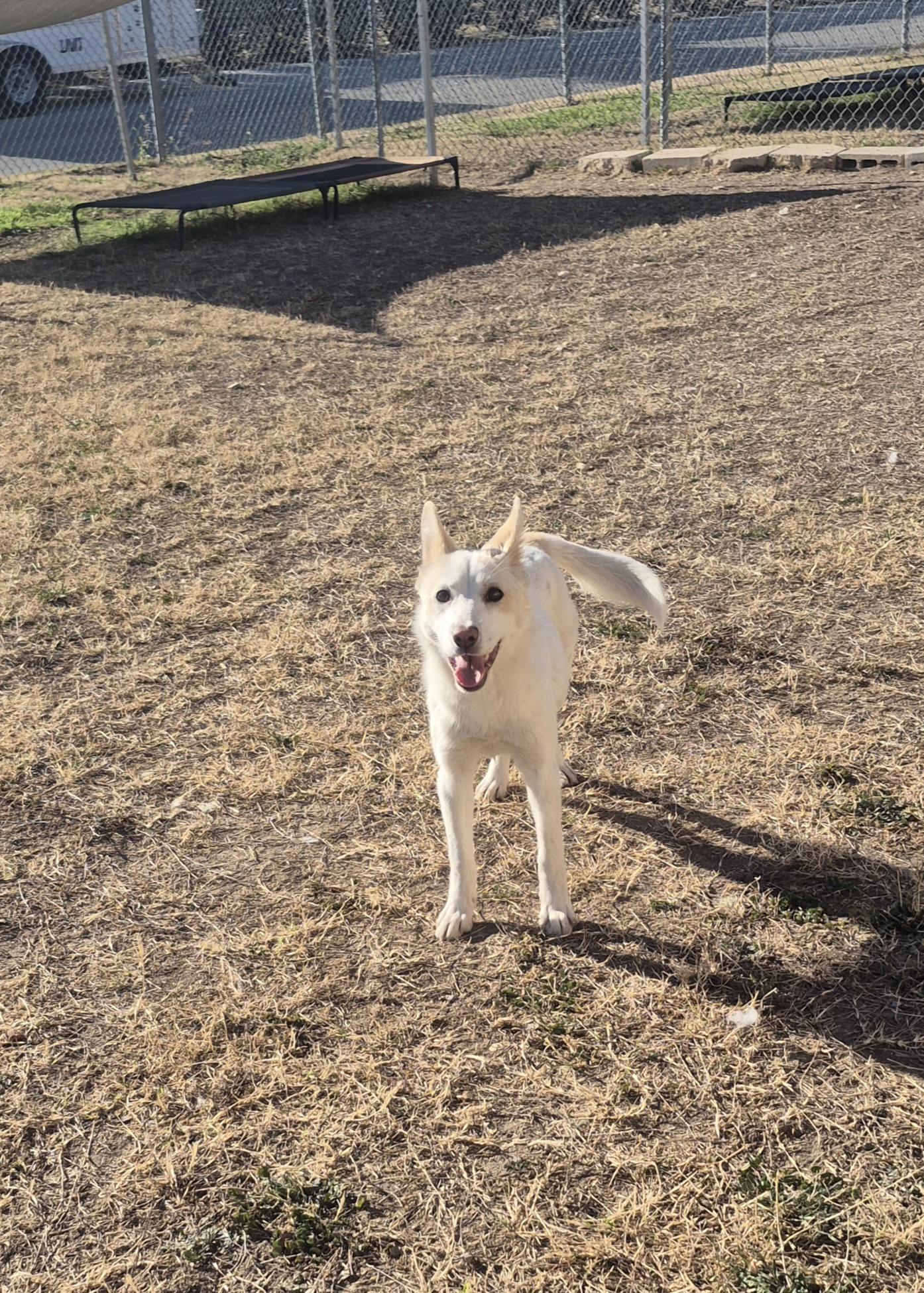 Enlarge Tippy, a ADOPTABLE Mixed Breed in Schertz, TX image 1/4