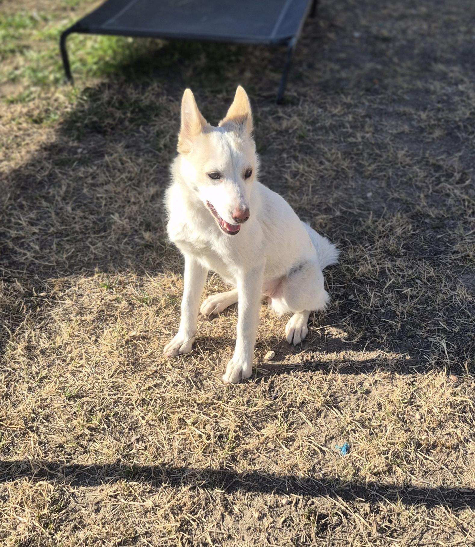 Enlarge Tippy, a ADOPTABLE Mixed Breed in Schertz, TX image 3/4