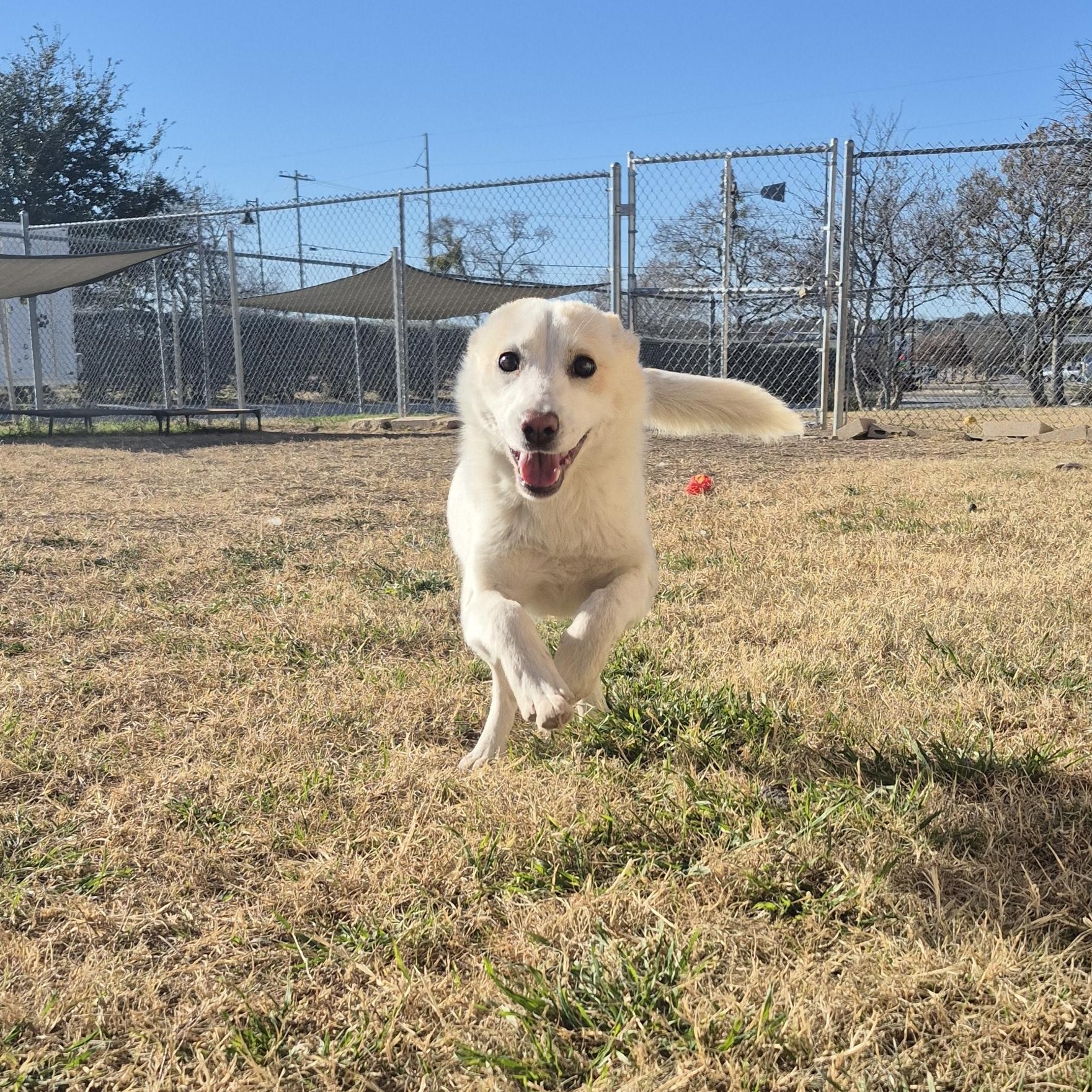 Enlarge Tippy, a ADOPTABLE Mixed Breed in Schertz, TX image 4/4