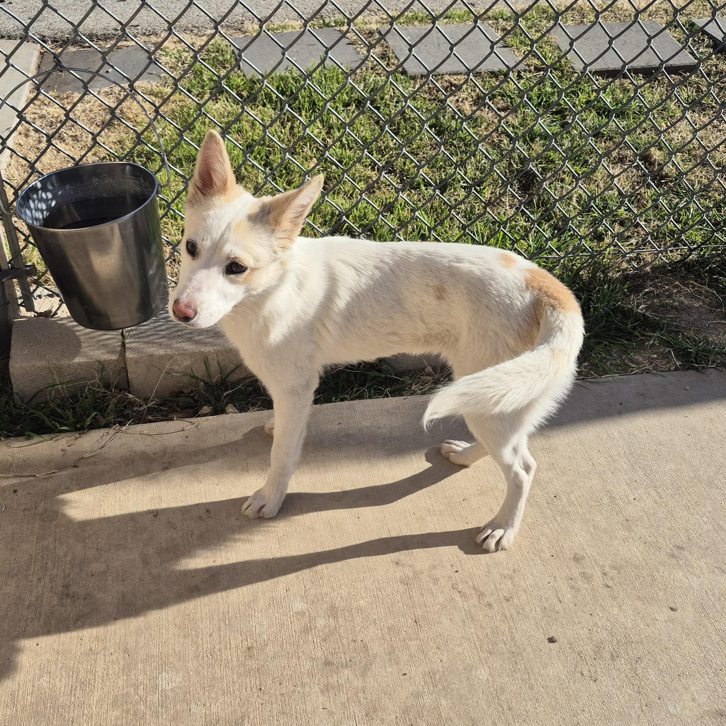 Enlarge Tippy, a ADOPTABLE Mixed Breed in Schertz, TX image 2/4