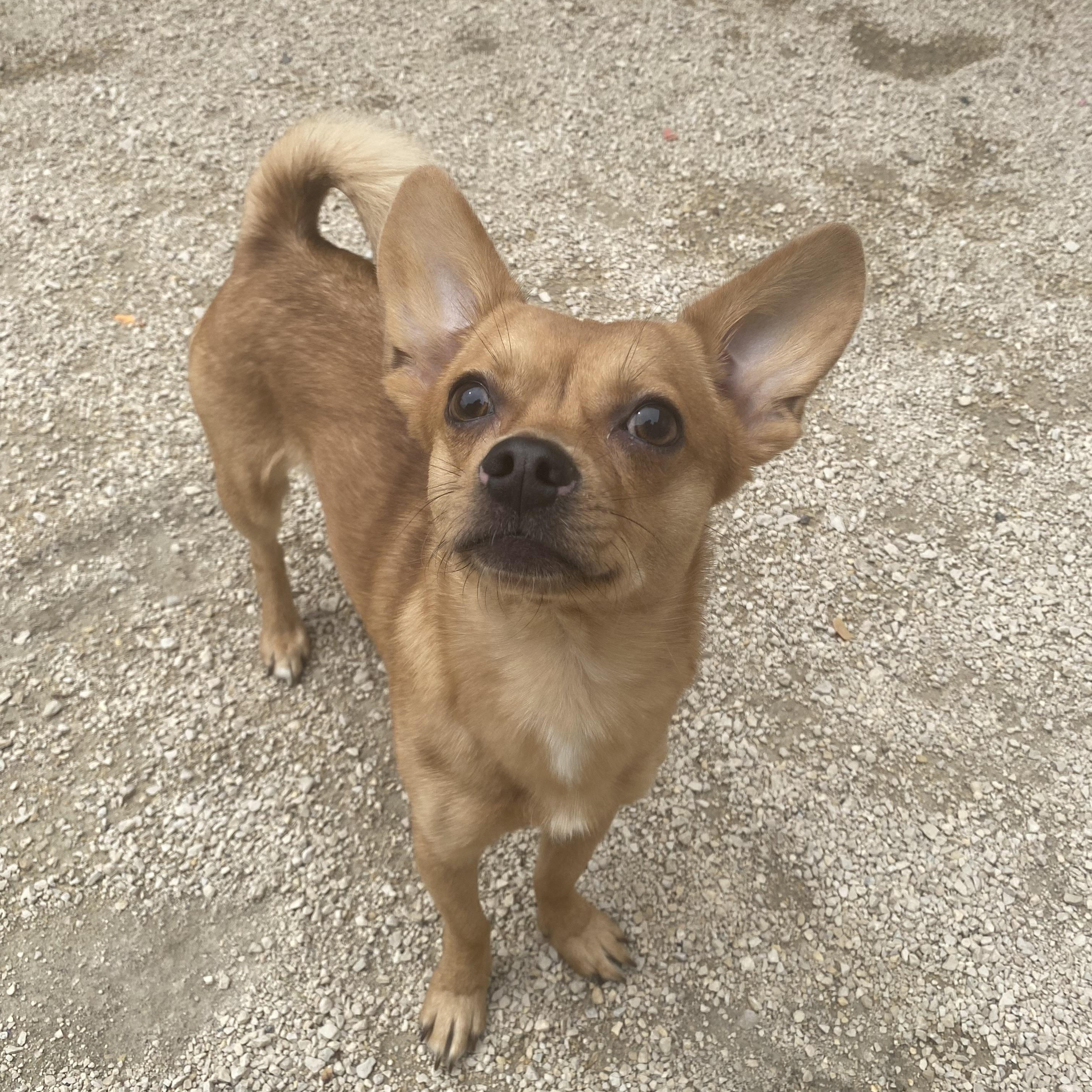 Nacho, adoptable, Adult Male Chihuahua.