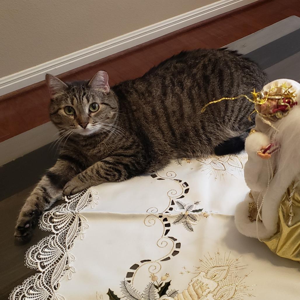 Enlarge Imogen, a Adoptable mixed breed in Bulverde, TX image 1/6