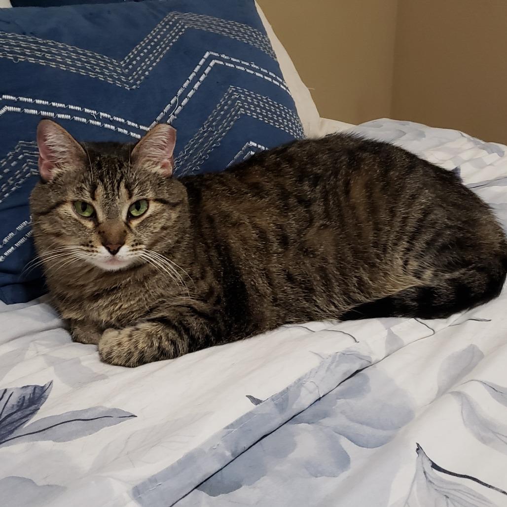 Enlarge Imogen, a Adoptable mixed breed in Bulverde, TX image 2/6