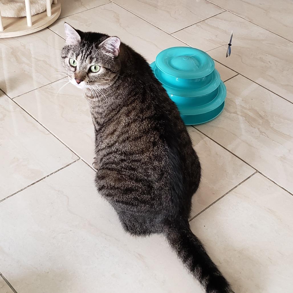 Enlarge Imogen, a Adoptable mixed breed in Bulverde, TX image 5/6