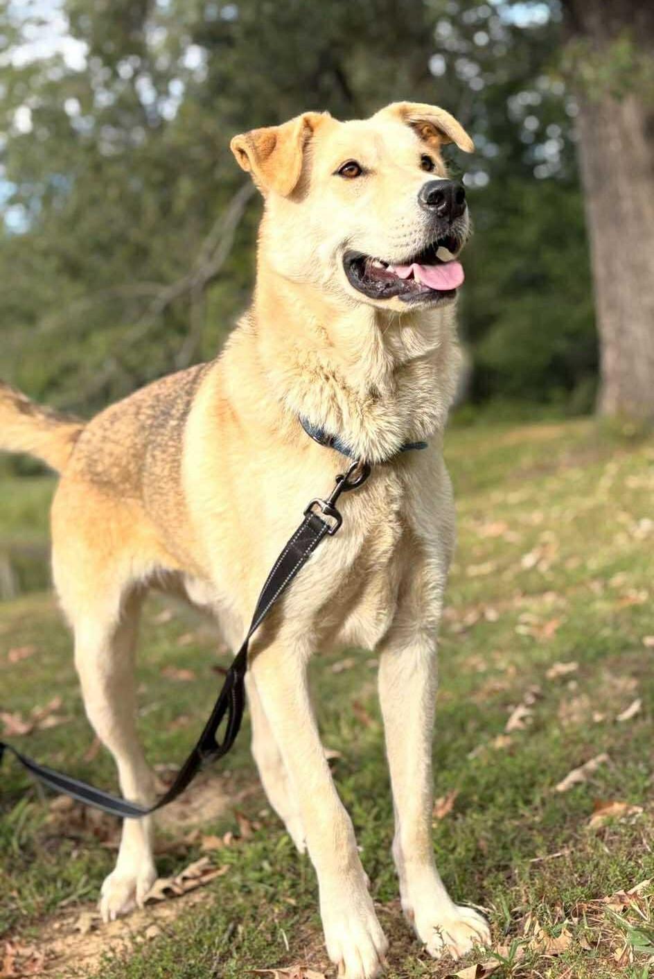 Enlarge Finn, a ADOPTABLE Mixed Breed in Northwood, NH image 5/5